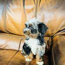 Load image into Gallery viewer, Mouse found a home - Mini Aussiedoodle
