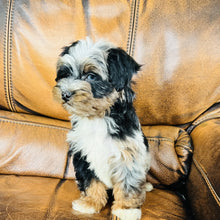 Load image into Gallery viewer, Mouse found a home - Mini Aussiedoodle
