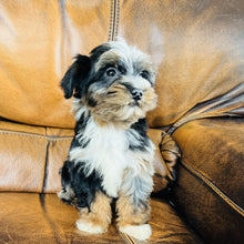 Load image into Gallery viewer, Mouse found a home - Mini Aussiedoodle
