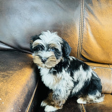 Load image into Gallery viewer, Mouse found a home - Mini Aussiedoodle
