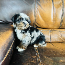 Load image into Gallery viewer, Mouse found a home - Mini Aussiedoodle
