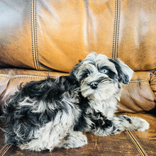 Load image into Gallery viewer, Optimus - Mini Aussiedoodle
