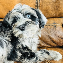 Load image into Gallery viewer, Optimus - Mini Aussiedoodle
