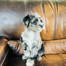 Load image into Gallery viewer, Optimus - Mini Aussiedoodle
