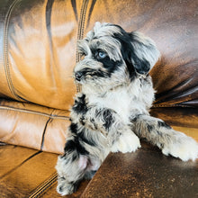 Load image into Gallery viewer, Optimus - Mini Aussiedoodle
