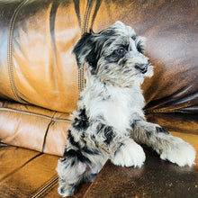 Load image into Gallery viewer, Optimus - Mini Aussiedoodle
