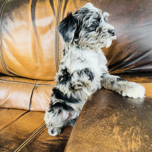 Load image into Gallery viewer, Optimus - Mini Aussiedoodle
