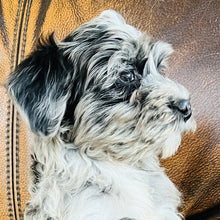 Load image into Gallery viewer, Optimus - Mini Aussiedoodle
