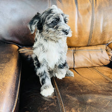 Load image into Gallery viewer, Optimus - Mini Aussiedoodle
