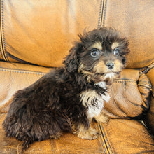 Load image into Gallery viewer, Pookey - Mini Aussiedoodle
