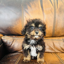 Load image into Gallery viewer, Pookey - Mini Aussiedoodle
