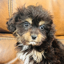 Load image into Gallery viewer, Pookey - Mini Aussiedoodle
