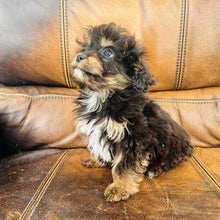 Load image into Gallery viewer, Pookey - Mini Aussiedoodle
