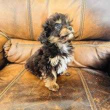 Load image into Gallery viewer, Pookey - Mini Aussiedoodle
