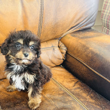 Load image into Gallery viewer, Pookey - Mini Aussiedoodle
