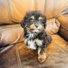 Load image into Gallery viewer, Pookey - Mini Aussiedoodle
