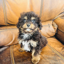 Load image into Gallery viewer, Pookey - Mini Aussiedoodle
