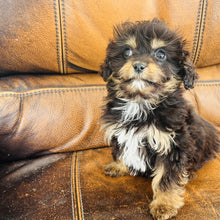 Load image into Gallery viewer, Pookey - Mini Aussiedoodle
