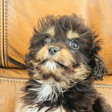 Load image into Gallery viewer, Pookey - Mini Aussiedoodle
