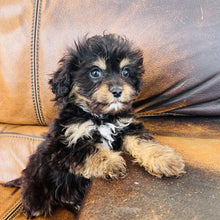 Load image into Gallery viewer, Pookey - Mini Aussiedoodle
