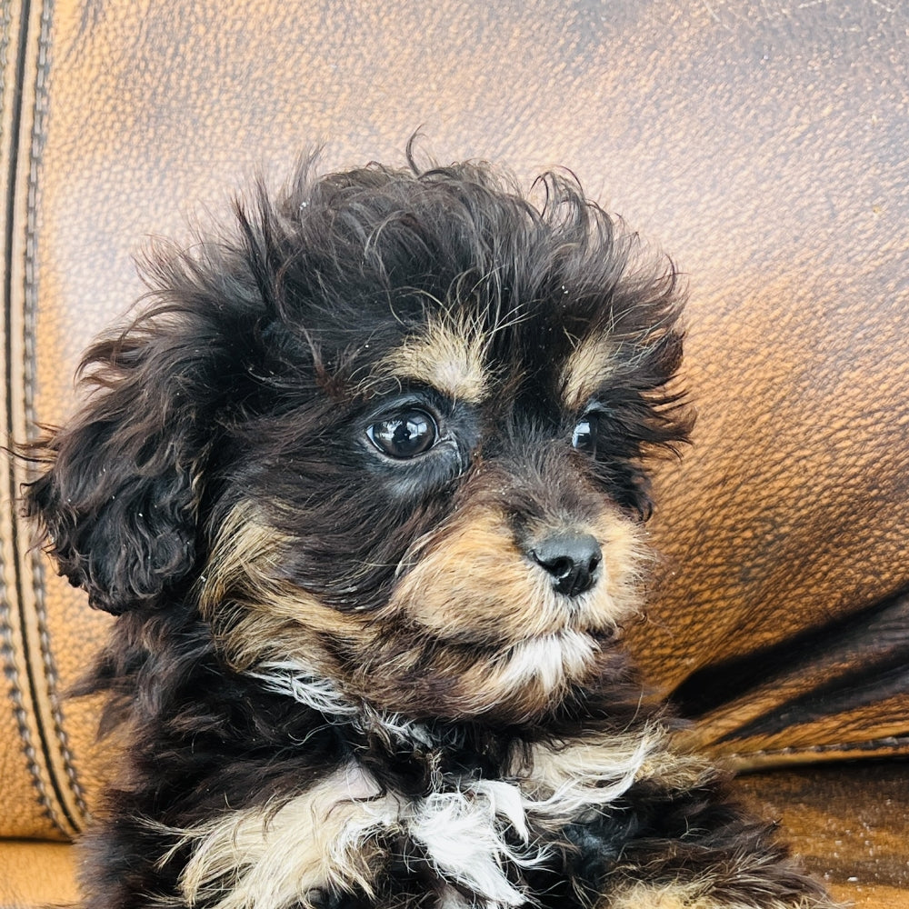 Pookey - Mini Aussiedoodle