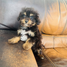 Load image into Gallery viewer, Pookey - Mini Aussiedoodle
