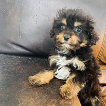 Load image into Gallery viewer, Pookey - Mini Aussiedoodle
