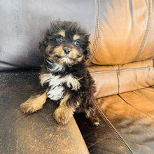 Load image into Gallery viewer, Pookey - Mini Aussiedoodle
