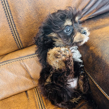 Load image into Gallery viewer, Pookey - Mini Aussiedoodle
