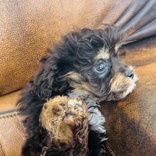 Load image into Gallery viewer, Pookey - Mini Aussiedoodle
