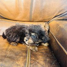 Load image into Gallery viewer, Pookey - Mini Aussiedoodle
