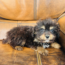 Load image into Gallery viewer, Pookey - Mini Aussiedoodle
