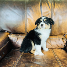 Load image into Gallery viewer, Poppie - Mini Australian Shepherd
