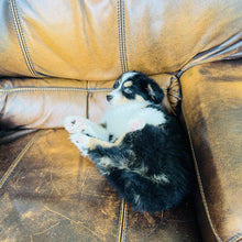 Load image into Gallery viewer, Poppie - Mini Australian Shepherd
