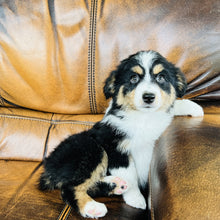 Load image into Gallery viewer, Poppie - Mini Australian Shepherd
