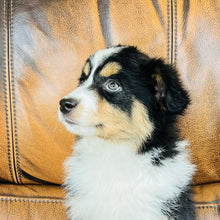 Load image into Gallery viewer, Poppie - Mini Australian Shepherd
