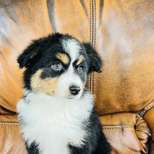 Load image into Gallery viewer, Poppie - Mini Australian Shepherd
