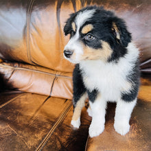 Load image into Gallery viewer, Poppie - Mini Australian Shepherd
