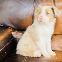Load image into Gallery viewer, Reese found a home with Stefanie - Mini Australian Shepherd
