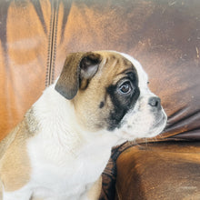 Load image into Gallery viewer, Ruby - Mini American Bullie
