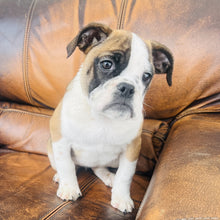 Load image into Gallery viewer, Ruby - Mini American Bullie
