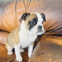 Load image into Gallery viewer, Ruby - Mini American Bullie
