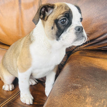 Load image into Gallery viewer, Ruby - Mini American Bullie
