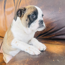 Load image into Gallery viewer, Ruby - Mini American Bullie
