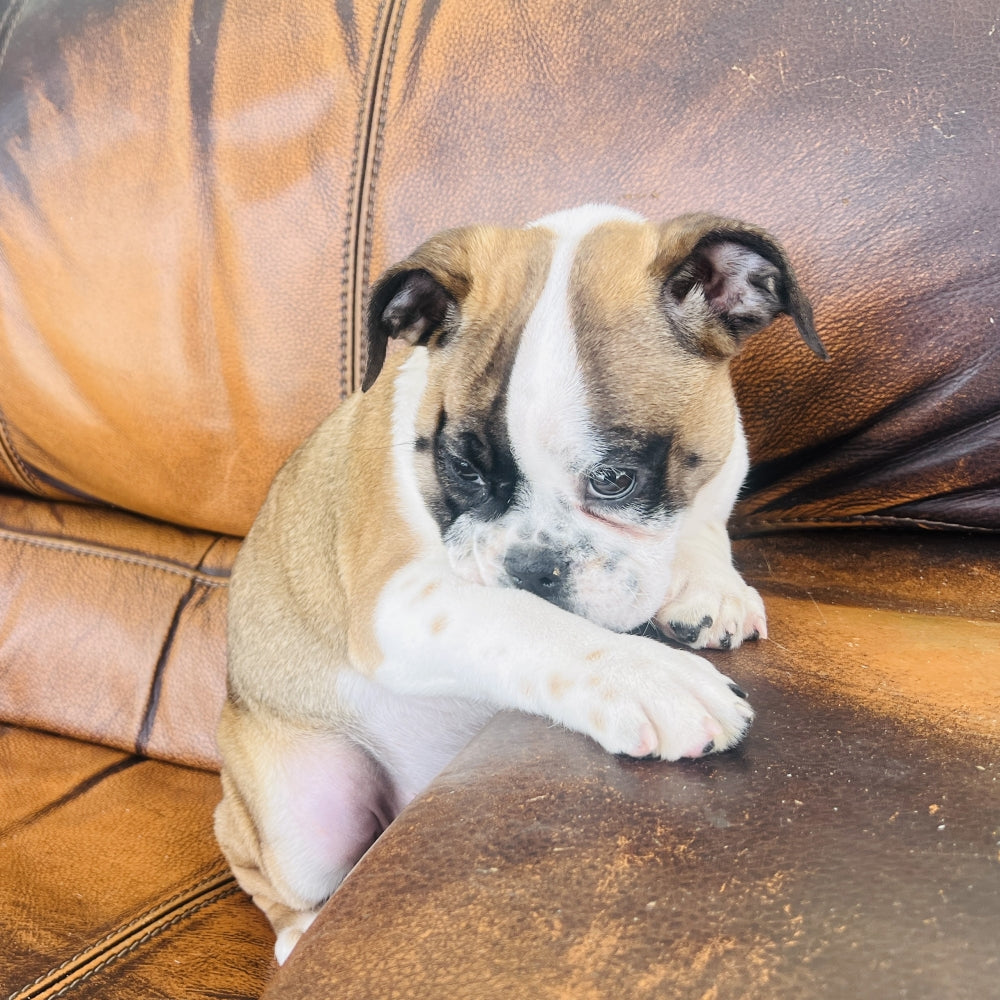 Ruby - Mini American Bullie