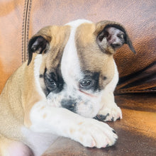 Load image into Gallery viewer, Ruby - Mini American Bullie
