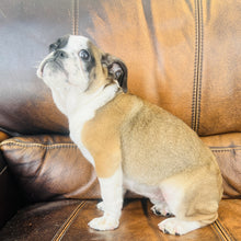 Load image into Gallery viewer, Ruby - Mini American Bullie
