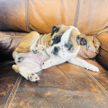 Load image into Gallery viewer, Ruby - Mini American Bullie
