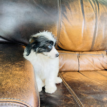Load image into Gallery viewer, Tammy - Mini Aussiedoodle

