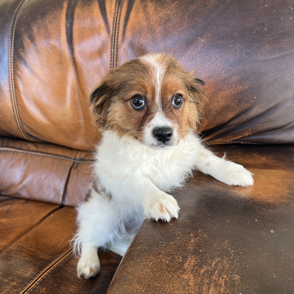 Zoey - Cavapom